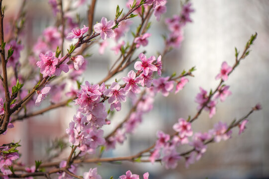 The tree of almond with pink blooming flowers
