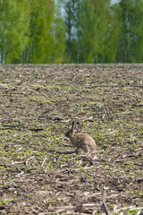 The European hare went out into the spring field with the remains of last year's harvest in search of food