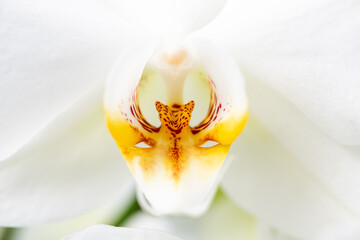 PHALAENOPSIS ORCHID