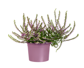 Pink heather (calluna vulgaris) in a pot isolated on white or transparent background