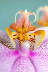 PHALAENOPSIS ORCHID