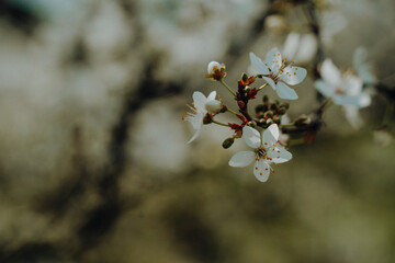 weiße Blüten an Ast einer Schlehe (prunus spinosa)