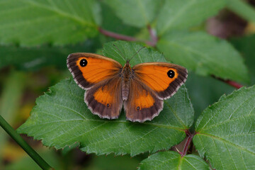 A Gatekeeper Butterfly basking on a Bramble leaf.