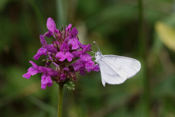 Fototapeta premium A Wood White Butterfly nectaring on a pink flower.