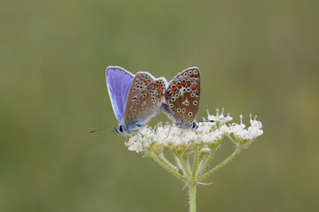 A pair of Common Blue Butterflies on a White flower.