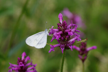 A Wood White Butterfly nectaring on a pink flower.