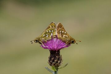 Silver-spotted Skipper on a flower.