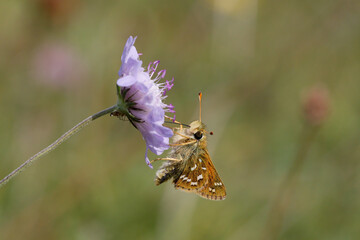 Silver-spotted Skipper Nectaring on scabious.