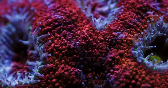 Macro Shot of Acan Coral with Polyps Extending. Acanthastrea echinata