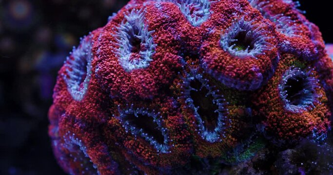 Macro Shot of Acan Coral with Polyps Extending. Acanthastrea echinata