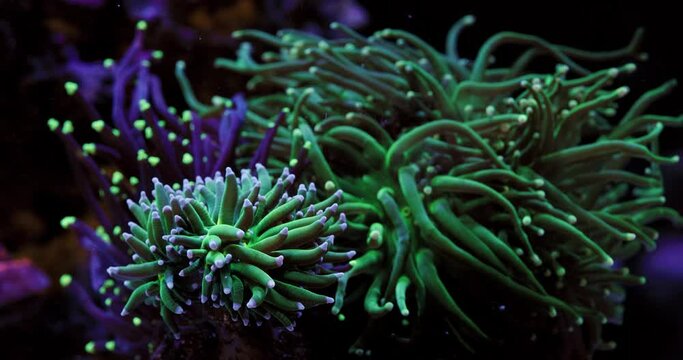 Beautiful Shot of Torch Corals Swaying in the Reef Current. Reef Aquarium  