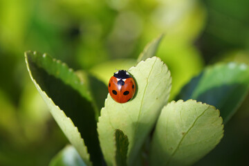 Closeup Seven-spot ladybird (Coccinella septempunctata) on a leaf of a Japanese spindle (Euonymus japonicus) after hibernation. Blurred leaves. Spring, March, Netherlands   