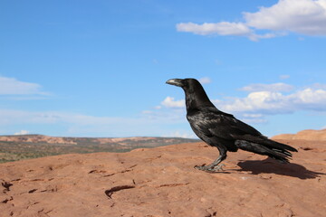 Black bird on red rock blue sky background
