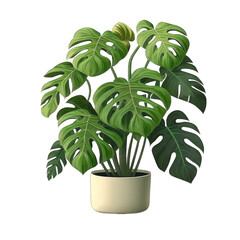 Monstera deliciosa tree planted in a pot  on white background.
