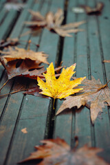 autumn leaves on the ground