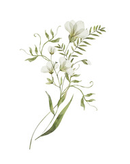 Branch with white flowers. Watercolor hand drawn painting illustration