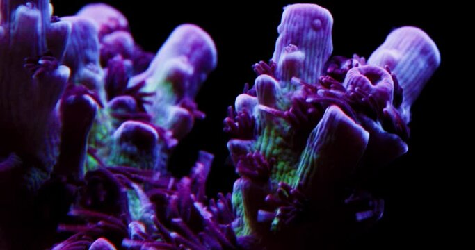 Beautiful Macro Shot of Acropora Coral Polyps on Coral Reef, Red Planet Acropora