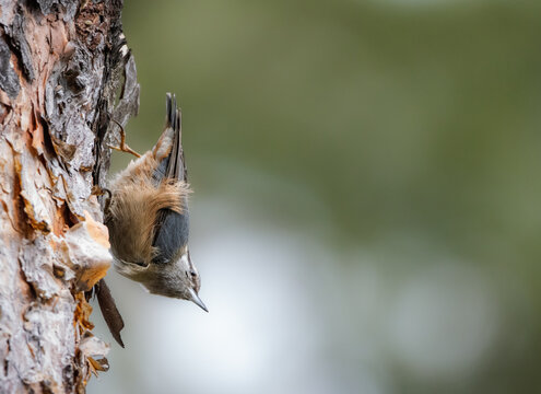 Eurasian nuthatch (Sitta europaea). The bird on the tree looks into the copyspace. Nature gradient backdrop and copyspace. A small bird with blue-gray upperparts and black eye stripe and close bill. - Powered by Adobe