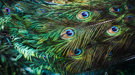 Colorful feathers of a Peacock tail, abstract photo