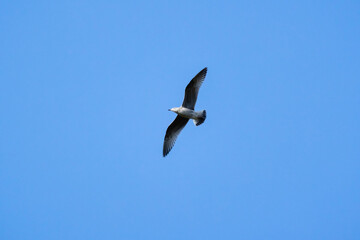 A seagull flies in clear blue sky, natural photo