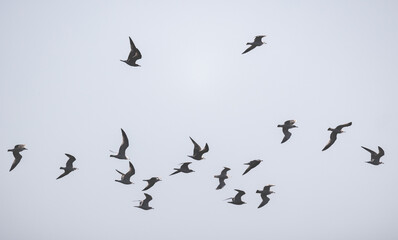 Adult ring-billed gulls fly in cloudy sky