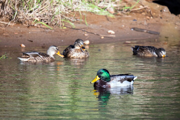 Adult male and female mallards. Dabbling ducks are floating on water