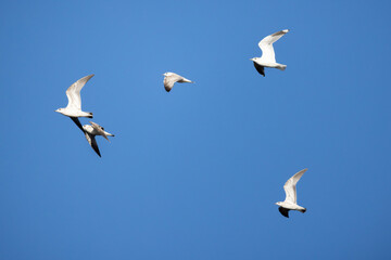 Five adult ring-billed gulls fly in blue sky