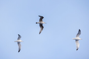 Three adult ring-billed gulls fly in blue sky