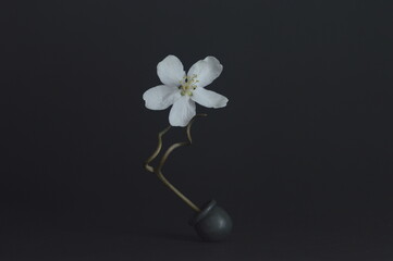 a black opaque vase stands on a dark background. in a vase, a winding stem of a flower. white flower with five petals at the very top. pistils and stamens are visible.