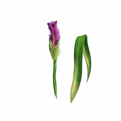 Watercolor green lef and iris bud isolated on white background.