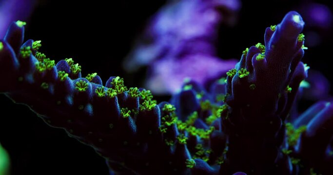Beautiful Macro Shot of Acropora Coral Polyps on Coral Reef, Purple Bonsai Acropora