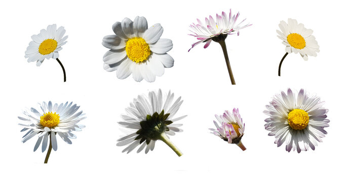 daisy daisies flowers many isolated for background