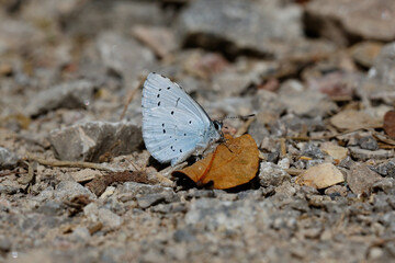 A Holley Blue Butterfly sitting on the path.