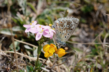 A Chalk Hill Blue nectaring on a yellow flower.