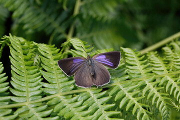 A Purple Hairstreak Butterfly basking on Bracken.