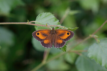 A Gatekeeper Butterfly on a green leaf.