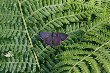 A Purple Hairstreak Butterfly basking on Bracken.