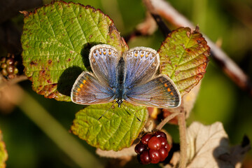 A Common Blue Butterfly on a Bramble leaf.
