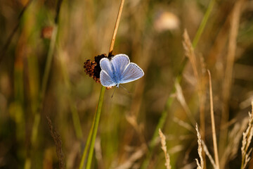 A Common Blue Butterfly basking in the Sun.