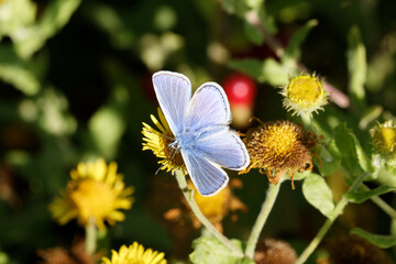 A Common Blue Butterfly on Fleabane.