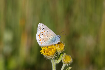 A Common Blue Butterfly on Fleabane.
