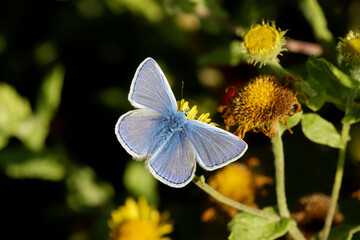 A Common Blue Butterfly on Fleabane.