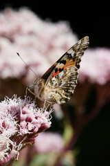Painted lady Butterfly nectaring on Agrimony.