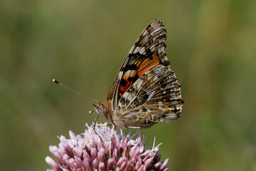 Painted lady Butterfly nectaring on Agrimony.