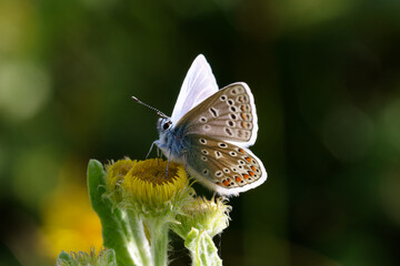 A Common Blue Butterfly on Fleabane.