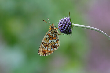 A Small Pearl-bordered Fritillary on devil's bit scabious.
