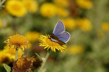 A Common Blue Butterfly on Fleabane.