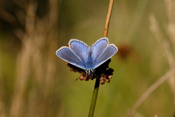 A Common Blue Butterfly basking in the Sun.
