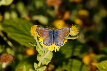 A Common Blue Butterfly on Fleabane.