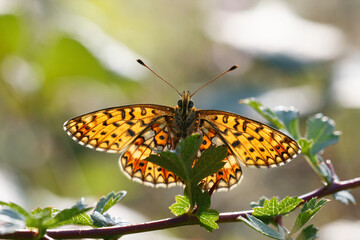 Small Pearl-bordered Fritillary on a green leaf.